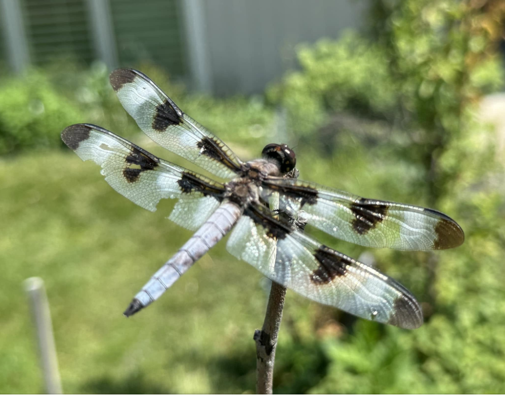 The twelve-spotted skimmer (Libellula pulchella)